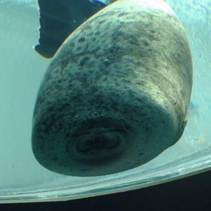 Meet your Posher, Elise